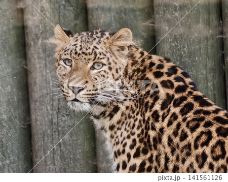 Leopard watches outdoors. Feline surveys its surroundings attentively. Large cat fixates on nearby passersby Leopard watches outdoors. Feline surveys its surroundings attentively. Large cat fixates on nearby passersby 141561126