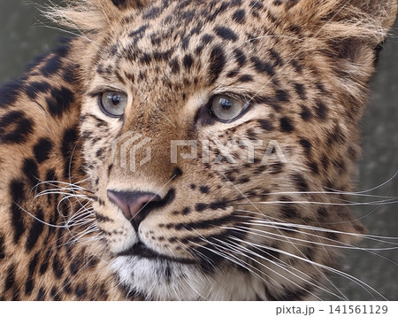 Feline stare captures raw emotion. Portrait of leopard showcasing raw intensity and striking symmetry Feline stare captures raw emotion. Portrait of leopard showcasing raw intensity and striking symmetry 141561129