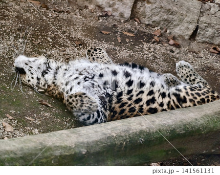 Spotted feline lying relaxed. Leopard comfortably sprawled showing underside in playful stance Spotted feline lying relaxed. Leopard comfortably sprawled showing underside in playful stance 141561131