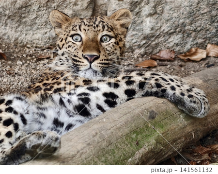 Relaxed wildcat stance. Leopard casually lounges with alert eyes on naturalistic habitat background Relaxed wildcat stance. Leopard casually lounges with alert eyes on naturalistic habitat background 141561132