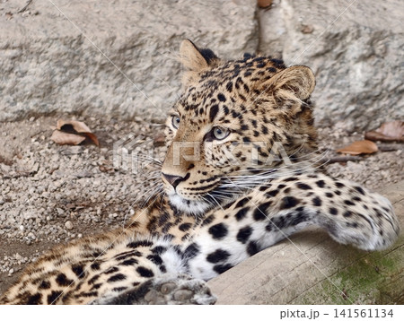 Calm feline lies among stones. Peaceful leopard displayed among stones and fallen branches in nature 141561134