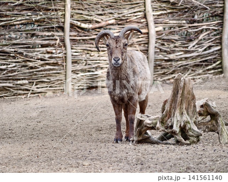 Rustic enclosure with vigilant mouflon. Mouflon with curved horns stands calmly in natural habitat setting 141561140