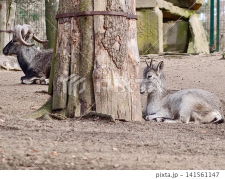 Calm goats lounging beside weathered trunk. Two goats relax calmly beside sandy ground and old wood Calm goats lounging beside weathered trunk. Two goats relax calmly beside sandy ground and old wood 141561147