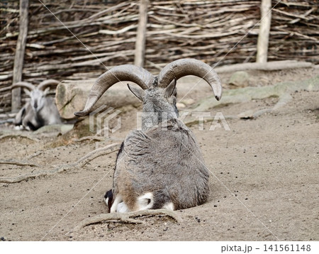 Calm ram resting in enclosure. Relaxed horned ewe lying on sand amidst tranquil park surroundings Calm ram resting in enclosure. Relaxed horned ewe lying on sand amidst tranquil park surroundings 141561148