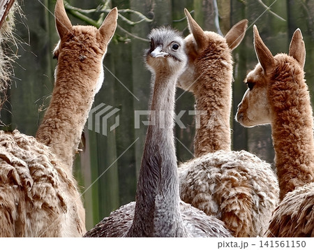 Flock of alpacas in rural setting. Alpacas gathered closely with leader in rustic farm surroundings 141561150