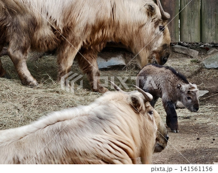 Moving herd of adult bovines with calf. Adult bovid and calf navigating enclosure with herd behavior 141561156