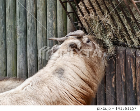 Horse eating hay. Przewalski horse is engaged in feeding at tall hay rack surrounded by fencing Horse eating hay. Przewalski horse is engaged in feeding at tall hay rack surrounded by fencing 141561157