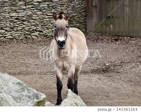 Small pony with short mane facing camera. Compact pony standing in yard with stone wall background Small pony with short mane facing camera. Compact pony standing in yard with stone wall background 141561163