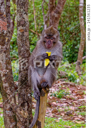 Mauritius Wildlife Macaque Family Feeding on Forest Floor Mauritius Wildlife Macaque Family Feeding on Forest Floor 141561235