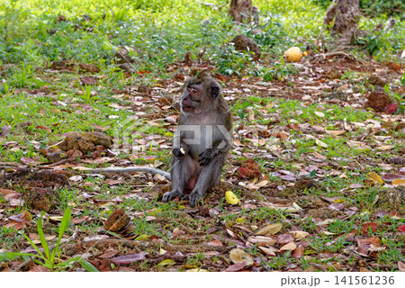 Mauritius Wildlife Macaque Family Feeding on Forest Floor Mauritius Wildlife Macaque Family Feeding on Forest Floor 141561236