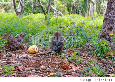 Mauritius Wildlife Macaque Family Feeding on Forest Floor Mauritius Wildlife Macaque Family Feeding on Forest Floor 141561244