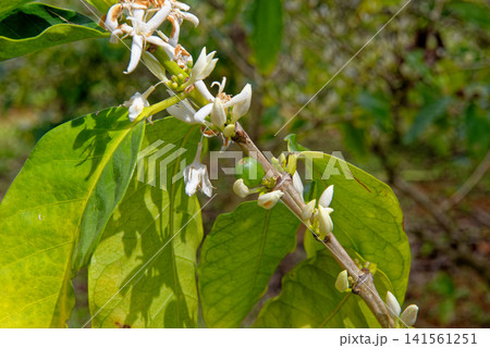 Macro Close-Up of Blooming Coffee Tree Blossoms in Mauritius Macro Close-Up of Blooming Coffee Tree Blossoms in Mauritius 141561251