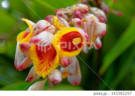 Shell Ginger Alpinia Zerumbet Tropical Flower in Mauritius 141561257