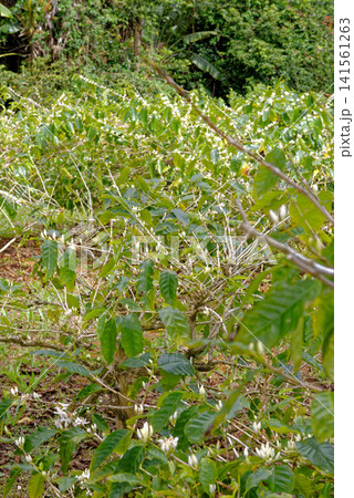 Blooming Arabica Coffee Plants in Mauritius Plantation Blooming Arabica Coffee Plants in Mauritius Plantation 141561263