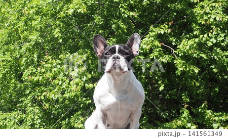 Cute dog sits against a backdrop of green foliage Cute dog sits against a backdrop of green foliage 141561349