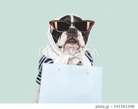 Cute French bulldog wearing sunglasses and a scarf 141561396