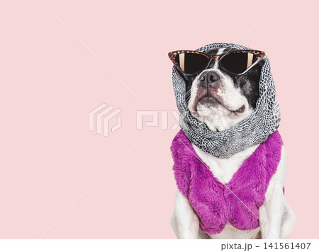 Cute French bulldog wearing sunglasses and a scarf Cute French bulldog wearing sunglasses and a scarf 141561407