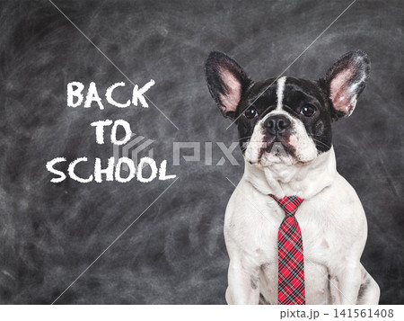 Cute French bulldog sits by chalkboard 141561408
