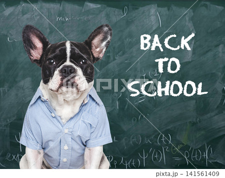 Cute French bulldog sits by chalkboard Cute French bulldog sits by chalkboard 141561409