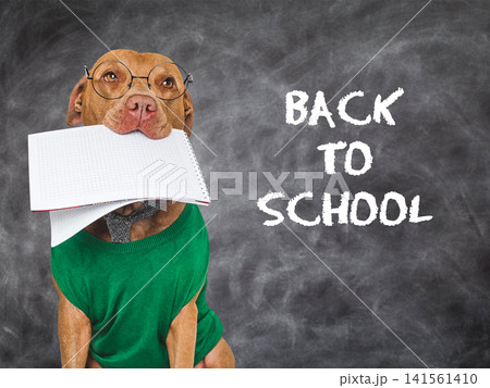 Cute brown dog sits by chalkboard Cute brown dog sits by chalkboard 141561410