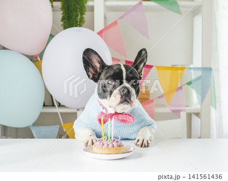 Cute dog with a small cake and candle 141561436