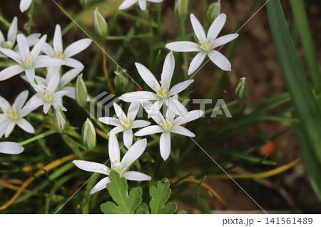春の庭に咲く白いオオアマナ(オーニソガラム)の花 春の庭に咲く白いオオアマナ(オーニソガラム)の花 141561489