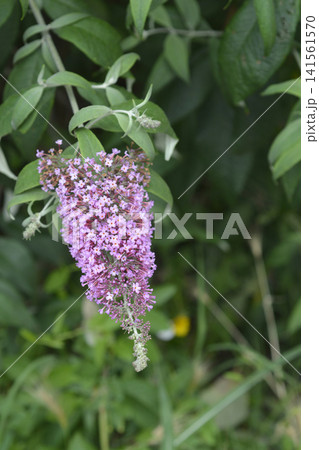 Beautiful Purple Flower Cluster of Butterfly Bush Beautiful Purple Flower Cluster of Butterfly Bush 141561570