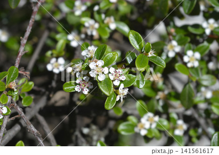 Small White Flowers Of Bearberry Cotoneaster Shrub Small White Flowers Of Bearberry Cotoneaster Shrub 141561617
