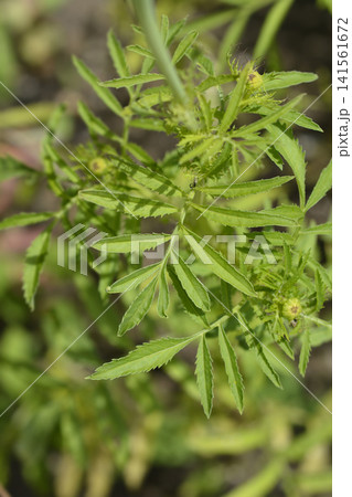 Detailed view of green marigold leaves Detailed view of green marigold leaves 141561672