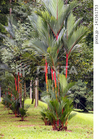 Tropic vegetation in a garden 141561753