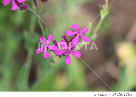 春の公園に咲くピンク色のムシトリナデシコの花 春の公園に咲くピンク色のムシトリナデシコの花 141561768