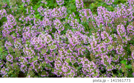 Thyme blooms in the garden. Bush of purple thyme flowers. Thyme blooms in the garden. Bush of purple thyme flowers. 141561773