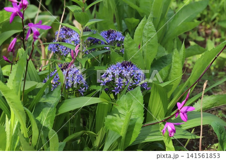 春の公園に咲く紫色のオオツルボの花とピンク色のシランの花 春の公園に咲く紫色のオオツルボの花とピンク色のシランの花 141561853