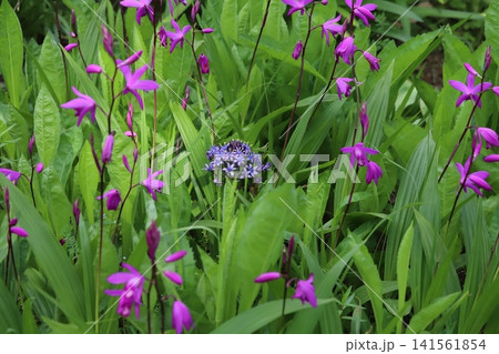 春の公園に咲く紫色のオオツルボの花とピンク色のシランの花 春の公園に咲く紫色のオオツルボの花とピンク色のシランの花 141561854