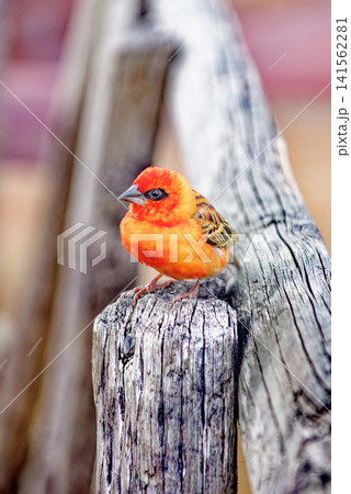 Red Fody Bird on Fence at the Seven Coloured Earths Dunes in Chamarel, Mauritius Red Fody Bird on Fence at the Seven Coloured Earths Dunes in Chamarel, Mauritius 141562281
