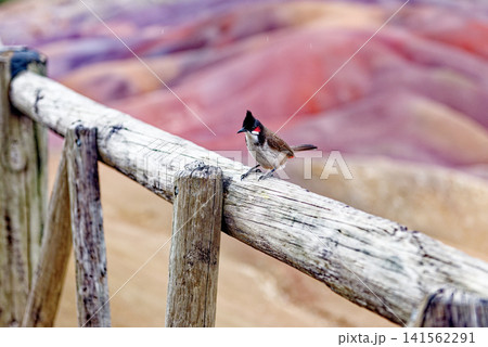 Red-Whiskered Bulbul Bird on Fence at the Seven Coloured Earths Dunes in Chamarel, Mauritius Red-Whiskered Bulbul Bird on Fence at the Seven Coloured Earths Dunes in Chamarel, Mauritius 141562291