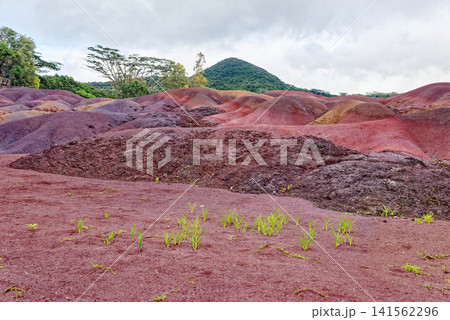 The Famous Seven Coloured Earths Volcanic Dunes in Chamarel, Mauritius 141562296