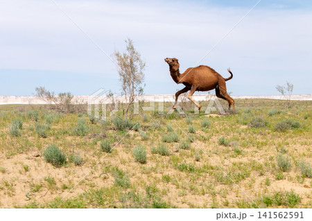 Camel running across grassy landscape under blue sky in desert region 141562591