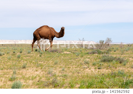 Camel walking across grassy landscape under blue sky in desert region Camel walking across grassy landscape under blue sky in desert region 141562592