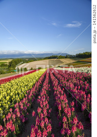 北海道美瑛の花畑、赤紫と黄色のルピナスが咲き誇る夏の絶景 北海道美瑛の花畑、赤紫と黄色のルピナスが咲き誇る夏の絶景 141562612