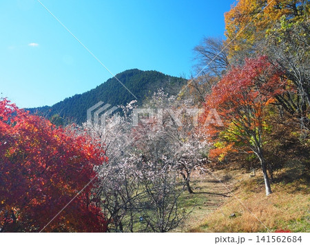 城峯公園の冬桜と紅葉 141562684
