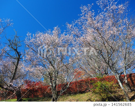 城峯公園の冬桜と紅葉 城峯公園の冬桜と紅葉 141562685