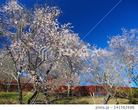 城峯公園の冬桜と紅葉 141562686