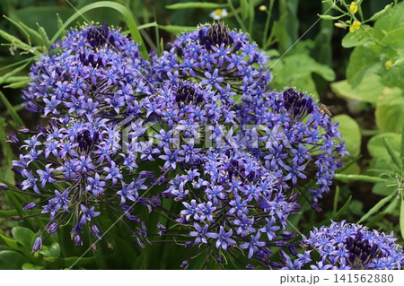春の公園に咲く青紫色の星形の小花を無数につけるオオツルボの花 春の公園に咲く青紫色の星形の小花を無数につけるオオツルボの花 141562880