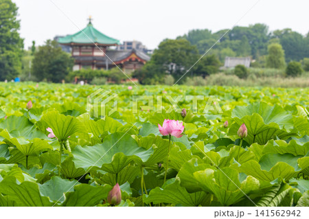 上野公園不忍池のハス 上野公園不忍池のハス 141562942