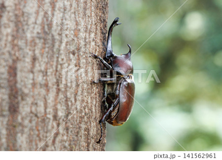 樹液を舐めるカブトムシ 樹液を舐めるカブトムシ 141562961