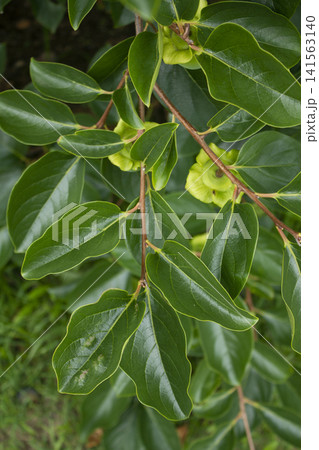 It is a persimmon tree branch with unripe persimmons hanging from it. It is a persimmon tree branch with unripe persimmons hanging from it. 141563140