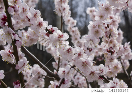 Apricot flower on nature background Apricot flower on nature background 141563145