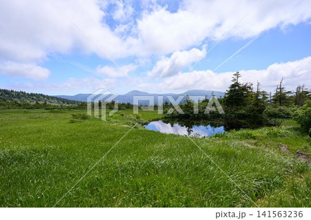 八甲田山 毛無岱の湿地 八甲田山 毛無岱の湿地 141563236