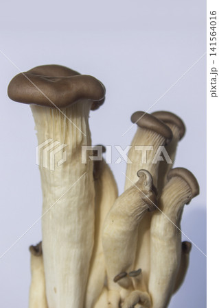 It is an oyster mushroom placed on a white background. 141564016